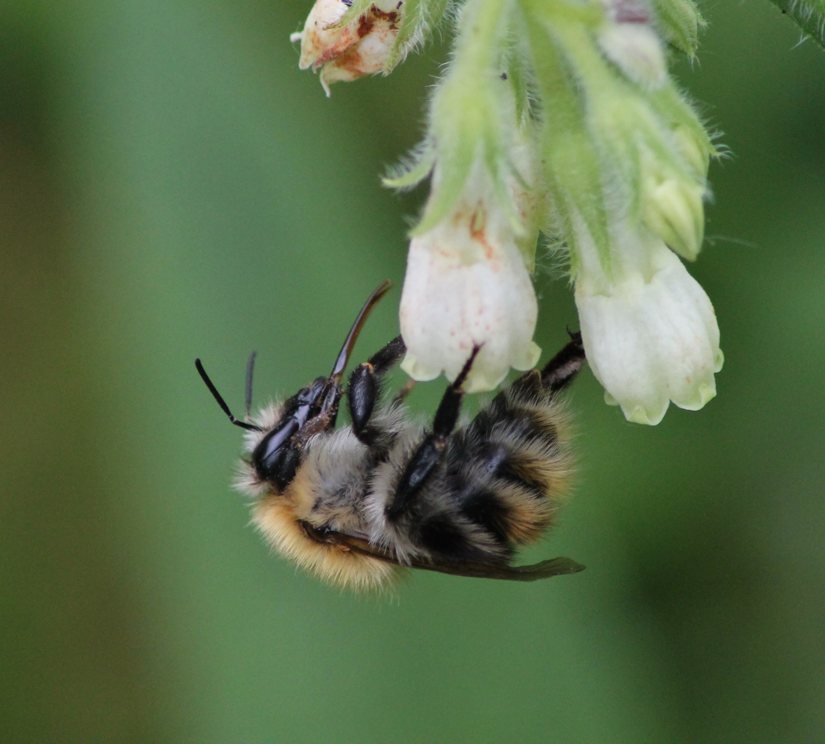Elles sont solitaires, excellentes pollinisatrices et ne piquent pas… Et si  vous veniez en aide aux abeilles sauvages ?
